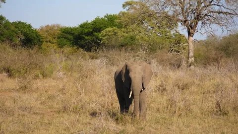 African elephant in the bush. Stock Footage 336133019