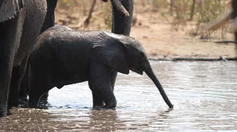 African elephant calf drinking Stock Footage 38242365