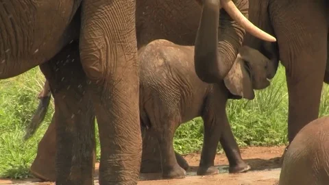 African Elephant calf nursing Stock Footage 83098064
