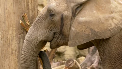 African elephant in captivity Stock Footage 80175196