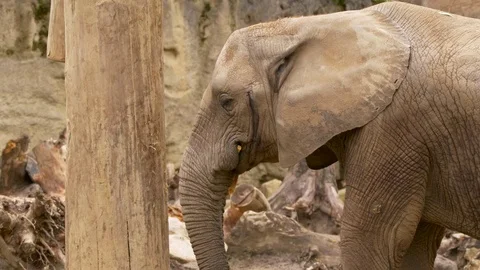 African elephant in captivity Stock Footage 80200543