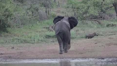 African elephant chases warthog Stock Footage 306536841