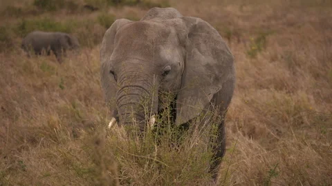 African elephant close to the Camera, eating leaves, Serengeti Stock Footage 146963799