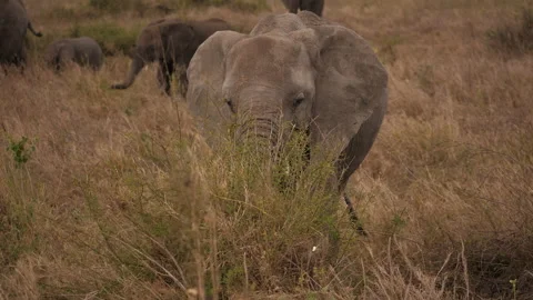 African elephant close to the Camera eats leaves Video stock 146962649