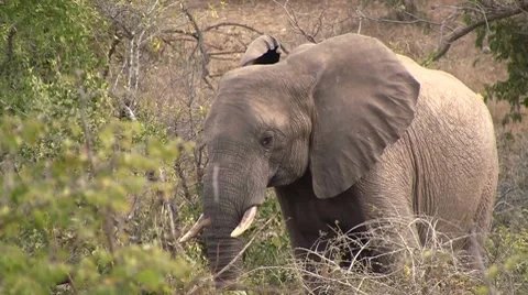 African elephant close up Stock Footage 8574280