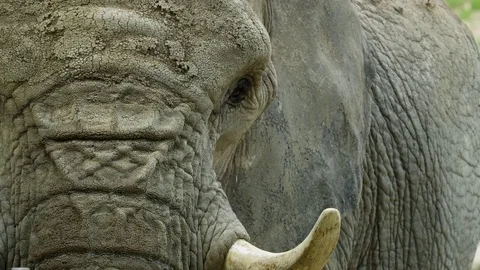 African Elephant - Close Up Vídeos de archivo 72372414