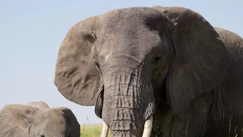 African Elephant Close-up Stock Footage 327985665