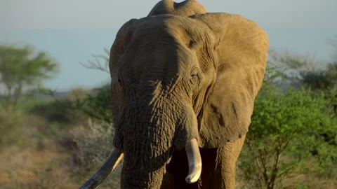 African Elephant - Close Up Видео 347658285