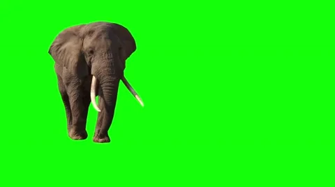 African Elephant, Close Up. Green screen. Stock Footage