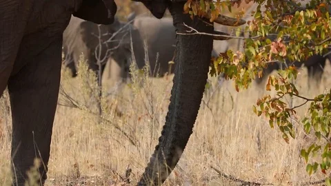 African elephant close up of trunk, Namibia Stock Footage 106334711