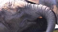 African elephant closeup facial expression HD Footage