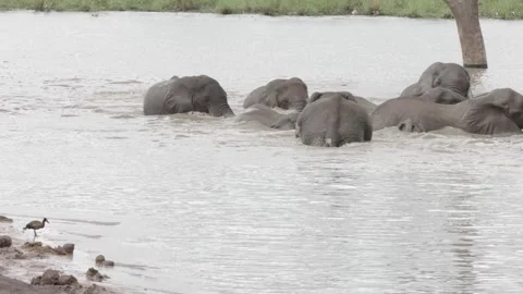 African elephant compilation Stockbeeldmateriaal 304742099