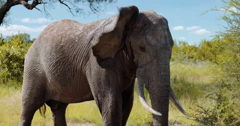 African Elephant cools off during summer heat on the savannah, Safari Tourism Stock Footage 196858099