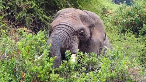 African elephant cub eating using its trunk in Lake Manyara Park,Tanzania Stock Footage 122239803