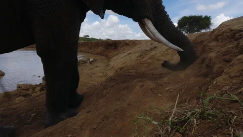 African elephant digging ground with trunk in sunny day Video stock 310975902