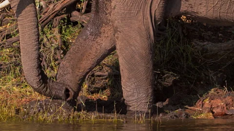 African Elephant digging in mud, closeup Stock Footage 262958021
