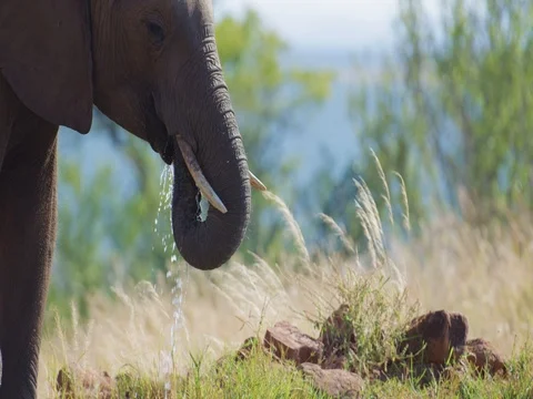 African Elephant Drinking 4k Stock Footage 72176086
