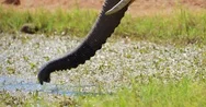African Elephant Drinking 4K Stock Footage