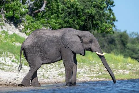 African elephant drinking from CHobe River in Chobe National Park, Botswana Stock Photos