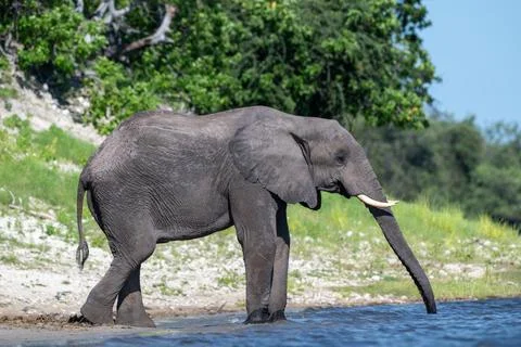 African elephant drinking from CHobe River in Chobe National Park, Botswana Stock Photos