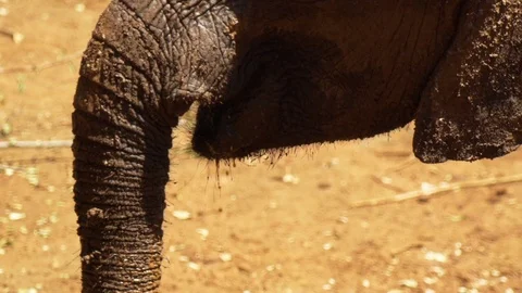African Elephant drinking close up - 60fsp - 1080p Stock Footage 104625324