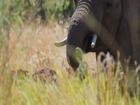 African Elephant drinking Stock Footage 72176190