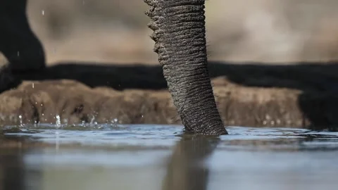 African elephant drinking Stock Footage 132216825