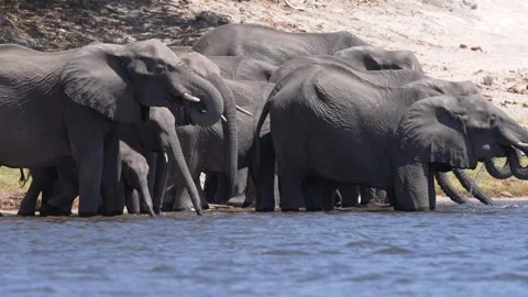 African Elephant Drinking Stock-Footage 289463471