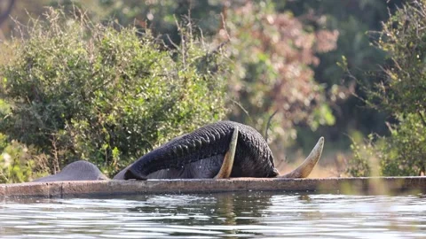 African elephant drinking fresh water from a cement dam Stock Footage 154885432