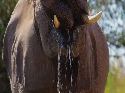 African Elephant drinking front on - panning up 4k Stock Footage 72176148