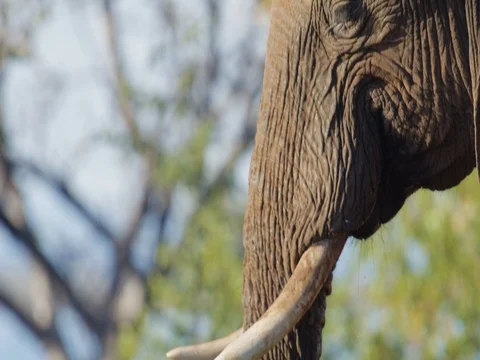 African Elephant drinking panning down Stock Footage 72153565