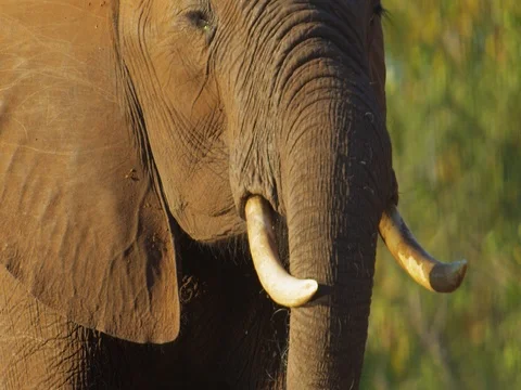 African Elephant drinking panning Stock Footage 72176555