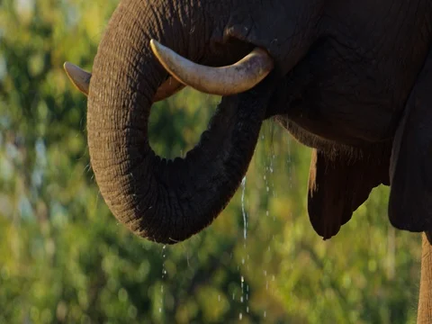 African Elephant drinking panning up Stock Footage 72176820