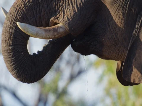 African Elephant drinking panning up Stock Footage 72186147