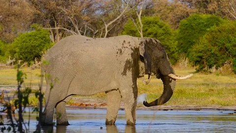 African Elephant Drinking in River Stock Footage 70863641