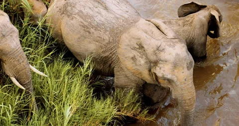 African Elephant drinking from river, wild Africa, National park, Safari Tourism Stock Footage 171966936