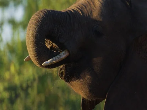 African Elephant drinking tight Stock Footage 72171352