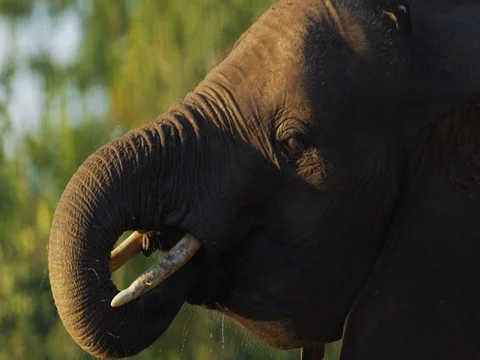 African Elephant drinking tight Stock Footage 72178279