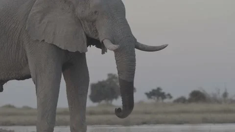 African elephant drinking from trunk Stock Footage 131244182