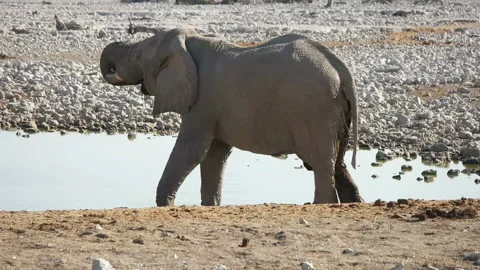 African elephant drinking water Stock Footage 112253536