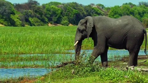 African Elephant Drinking Water from River – Wildlife Footage Stock Footage 272145257