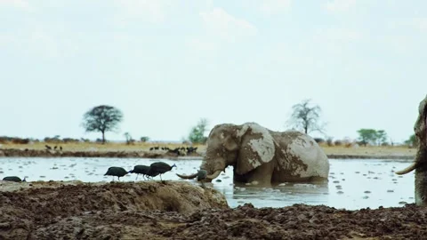 African Elephant Drinking Water from River – Wildlife Footage Stock-Footage 272174601