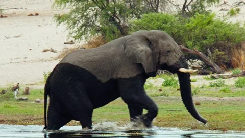 African Elephant Drinking Water from River – Wildlife Footage Video stock 272180789