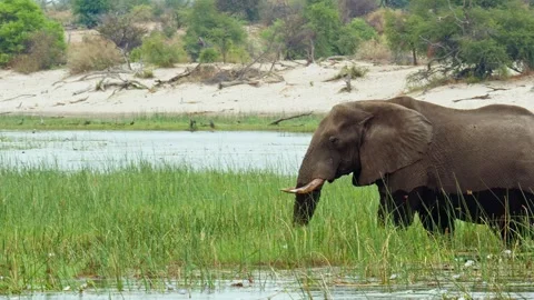 African Elephant Drinking Water from River – Wildlife Footage Stock Footage 272182525