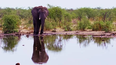 African Elephant Drinking Water from River – Wildlife Footage Stock Footage 272210933