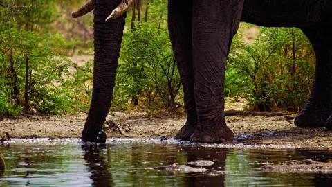 African Elephant Drinking Water from River – Wildlife Footage Stock Footage 272217045