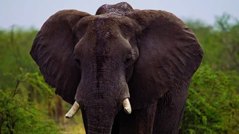African Elephant Drinking Water from River – Wildlife Footage Video stock 272220293
