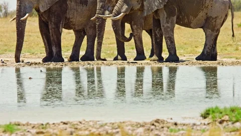 African Elephant Drinking Water from River – Wildlife Footage Stock Footage 272464007