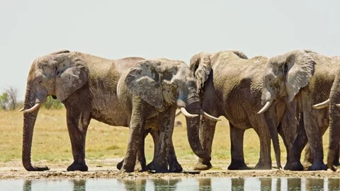 African Elephant Drinking Water from River – Wildlife Footage Stock Footage 272479103