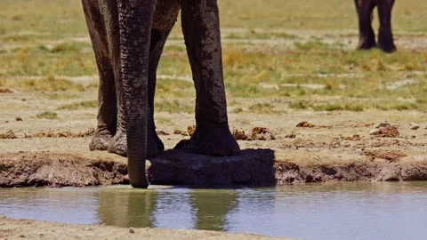 African Elephant Drinking Water from River – Wildlife Footage Stock Footage 272564797
